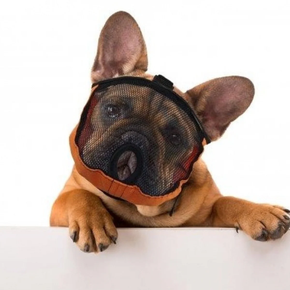 Brachycephalic Muzzle - Image 5