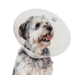 Check Collar Assorted Pack (x10)