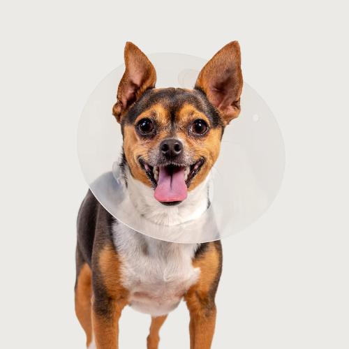 QuickFit Collars